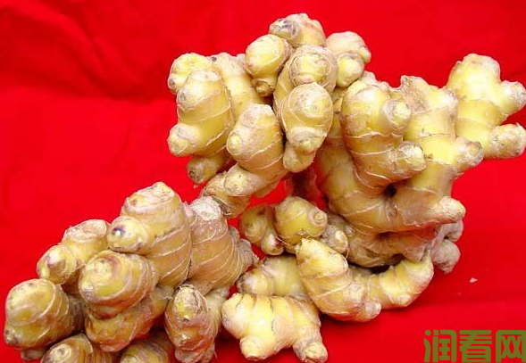 绵姜品种的特点