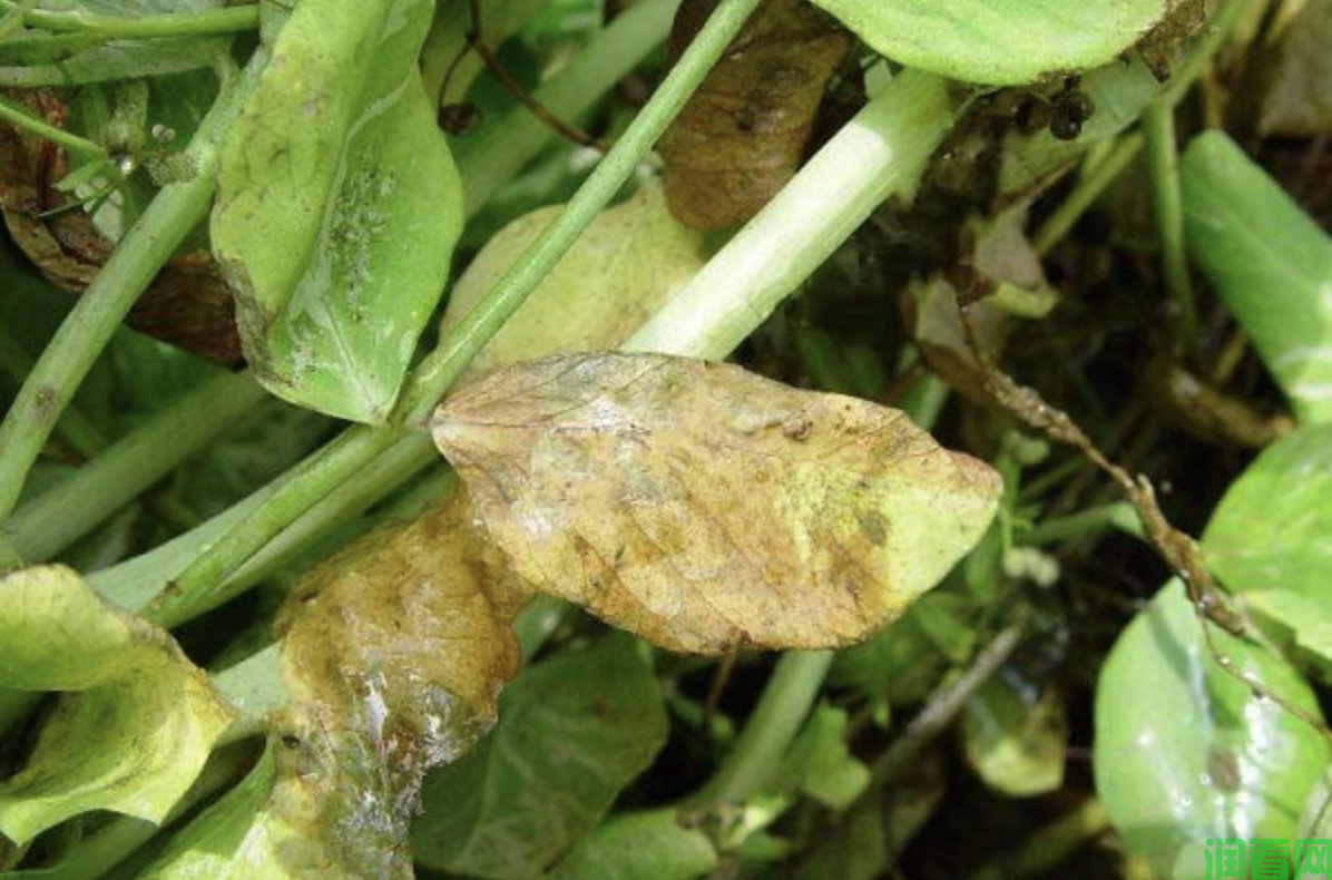 种豌豆如何防治豌豆细菌性叶斑病？