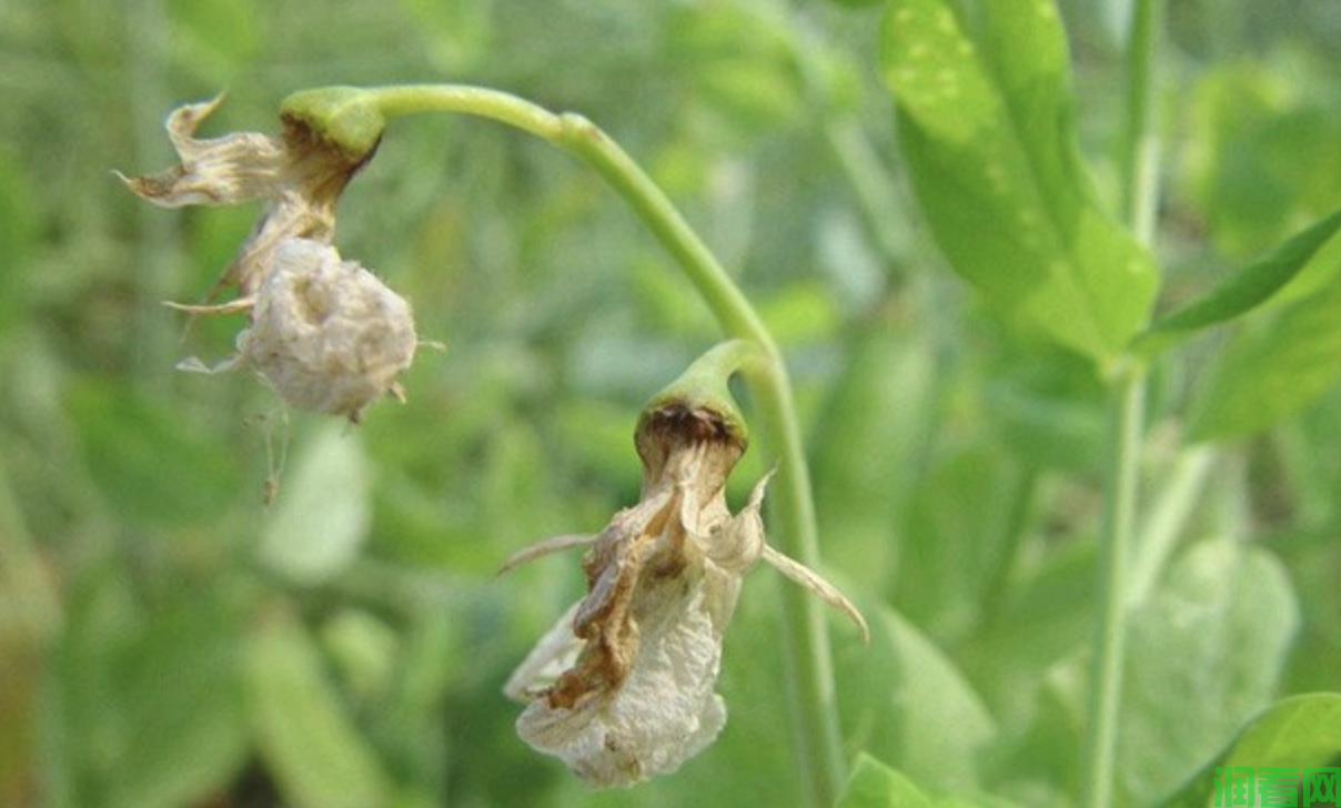 豌豆芽枯病如何防治？