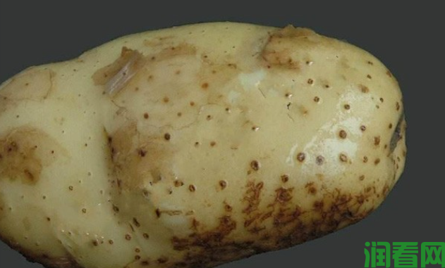 马铃薯粉痂病如何防治？