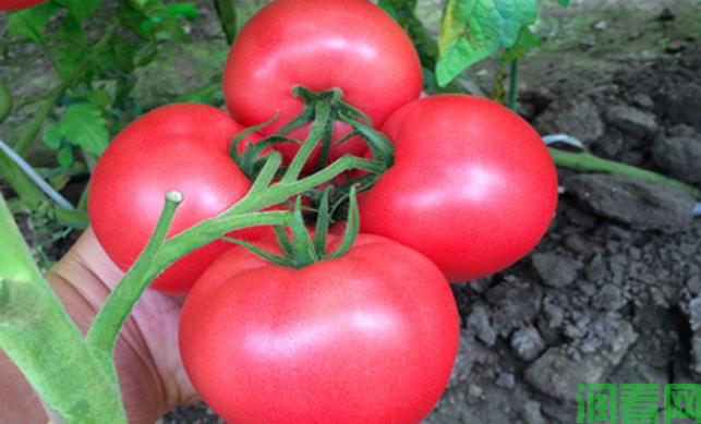 番茄种植历史介绍