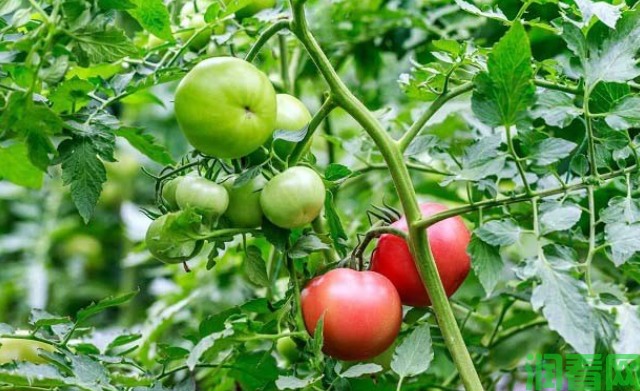 西红柿不能和什么食物一起吃？