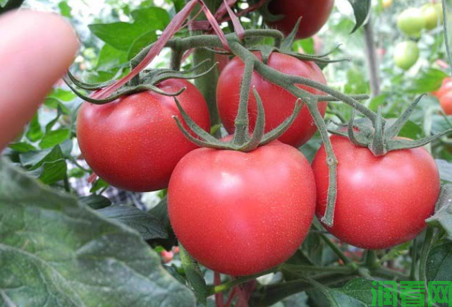 多吃西红柿可帮助排铅