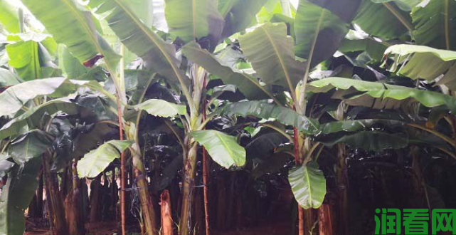 洪涝灾害后香蕉如何恢复生产？