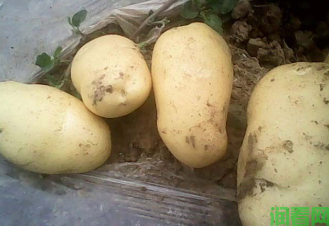 马铃薯淀粉有什么特性？