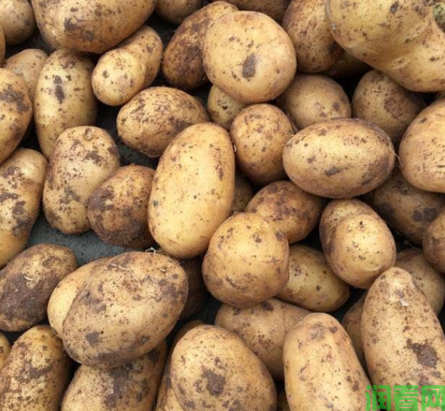 吃发芽土豆的危害