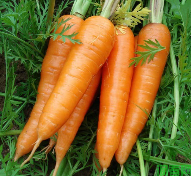吃胡萝卜可以治痛风吗？