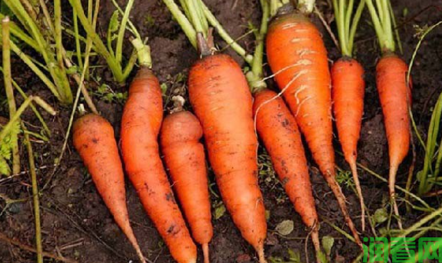 吃胡萝卜为什么能美容？