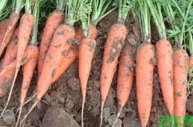 胡萝卜怎么吃最有营养？