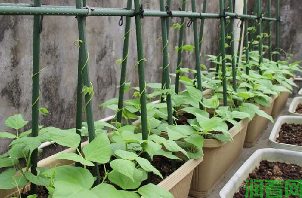 四季豆的生长发育需要的自然环境