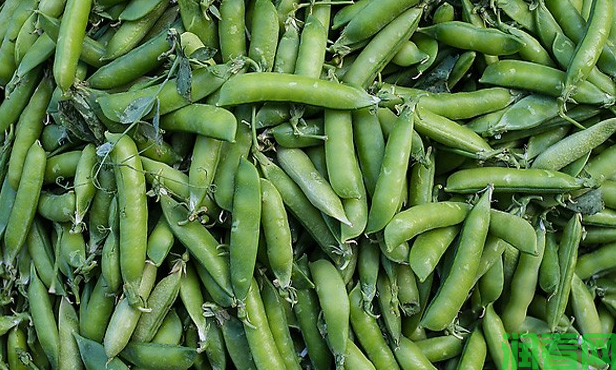 久留米丰豌豆品种好不好？