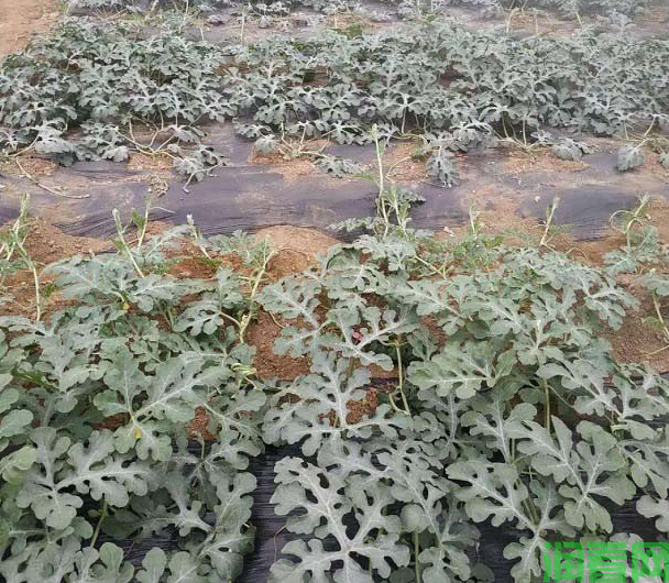 怎样根据西瓜的需肥特点施肥？种西瓜每亩需要施多少肥料？