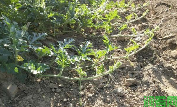 种植西瓜什么时候可以使用除草剂？西瓜地能用什么除草剂？