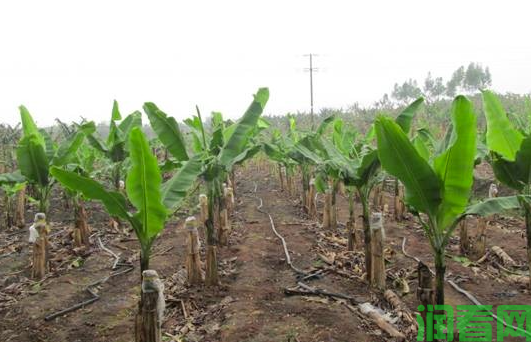 种植香蕉施肥的依据是什么，香蕉施肥比例是怎么样？