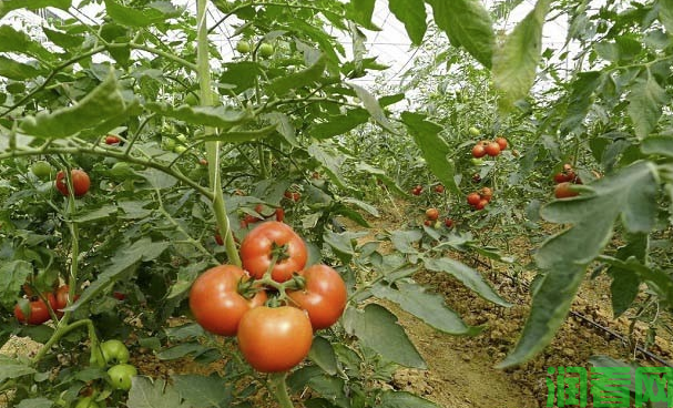 番茄施用缓控释肥有哪些好处？种番茄每亩需要施多少斤肥料？