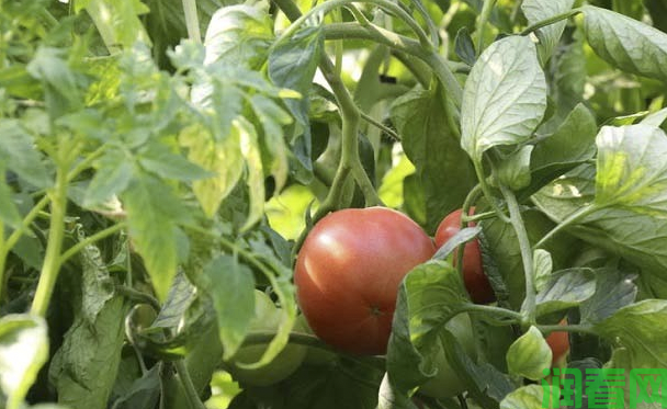 番茄的生长发育特点和需肥规律