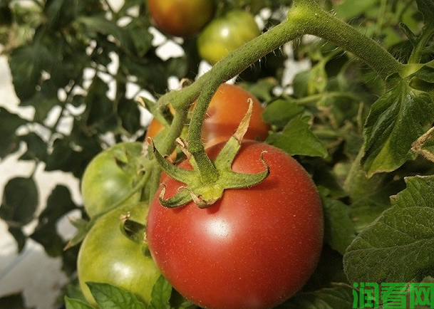 番茄允许使用的农药种类、用量及安全间隔期