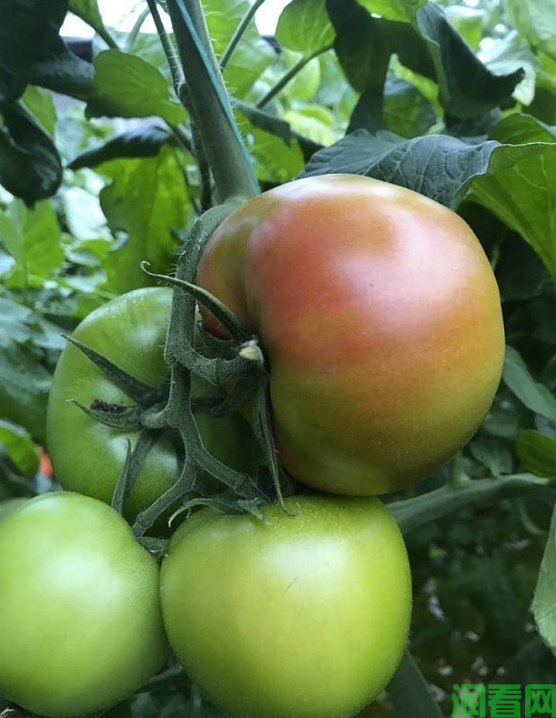 种植番茄禁止使用的农药种类