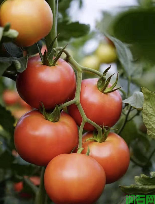 番茄日光温室越冬长季节栽培技术