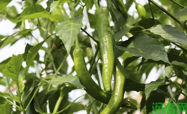 农药在辣椒上的科学使用方法如何？