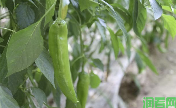 无公害辣椒生产化肥施用原则是什么？