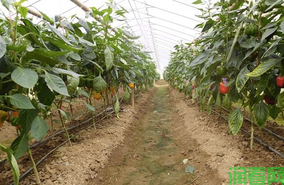无公害辣椒生产中科学的施肥方法是什么？