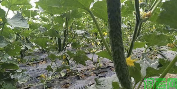 大棚黄瓜施肥如何避免肥害发生？
