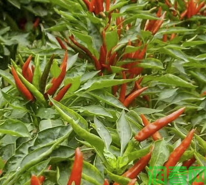 辣椒为什么要生产杂种一代？