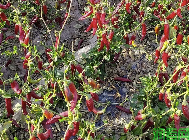 怎样科学釆收朝天椒种子？一般单产多少？