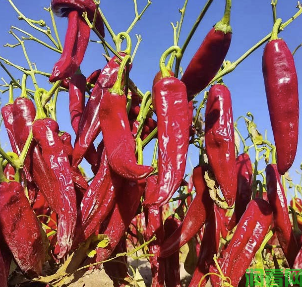 如何选择适宜的生态区进行朝天椒种子生产？