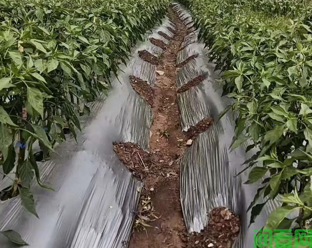 露地栽培朝天椒为什么采用地膜覆盖好？