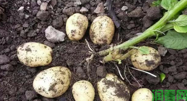 种植马铃薯可以施用含氯化肥吗？