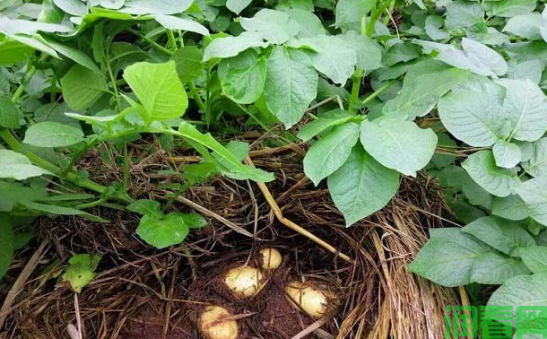 植物生长调节剂在马铃薯生产上的应用有哪些？
