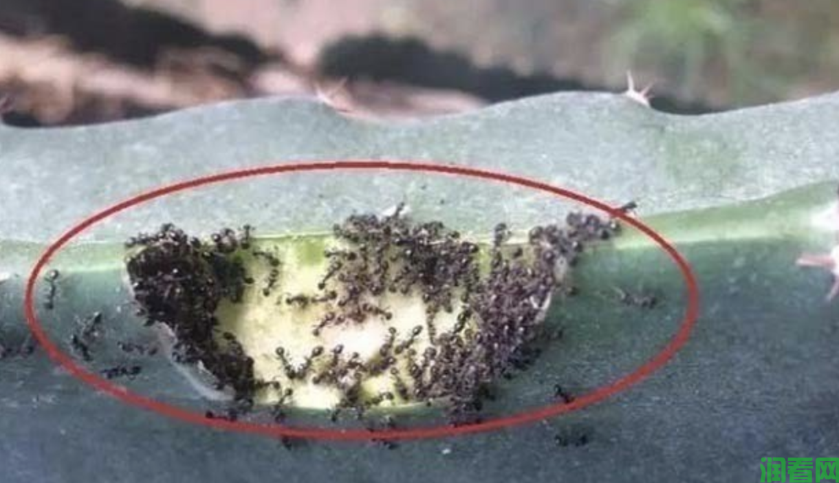 黄秋葵蚂蚁用什么药防治？