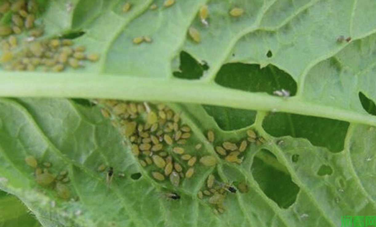 黄秋葵蚜虫用什么药防治？