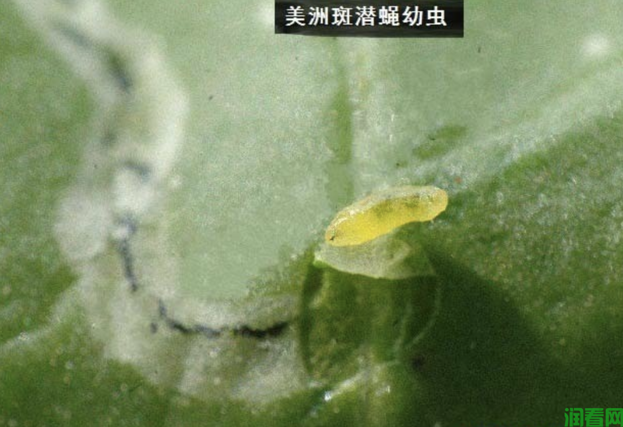 黄秋葵美洲斑潜蝇用什么药防治？
