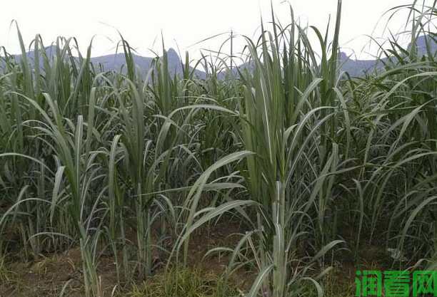 甘蔗生长与水分的关系