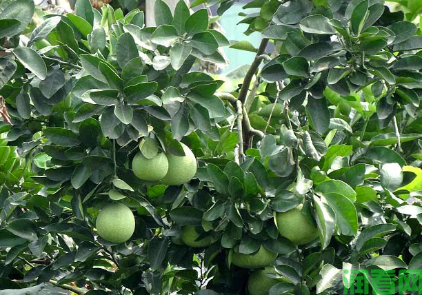 怎么样的环境适宜种植沙田柚？