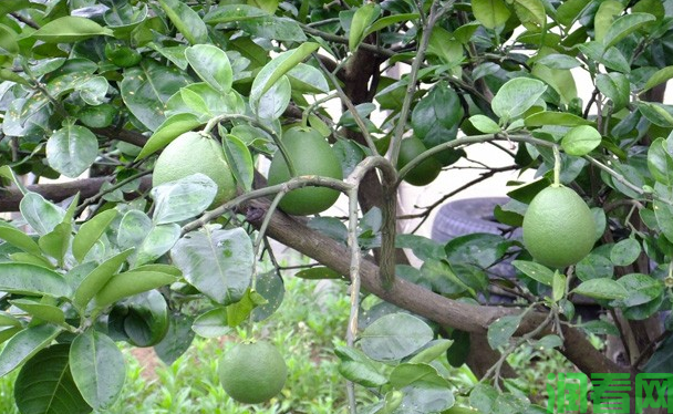 结果柚树怎么培养春梢结果母枝？