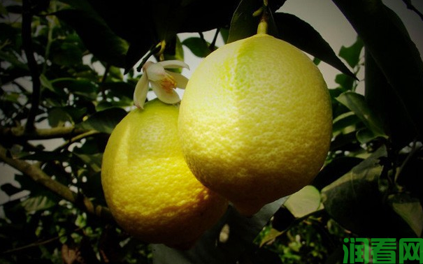 柠檬的采收标准是什么？