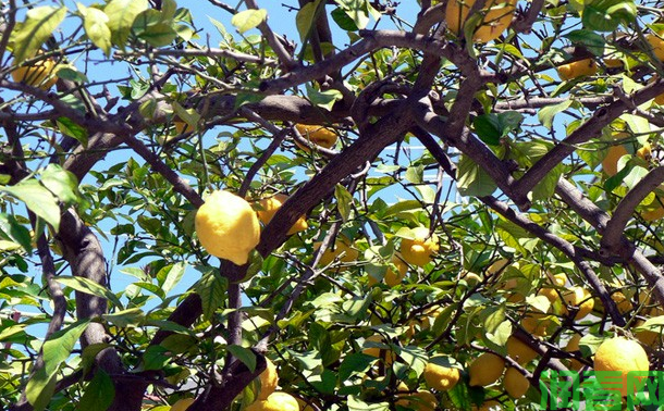 柠檬衰老树怎么修剪？