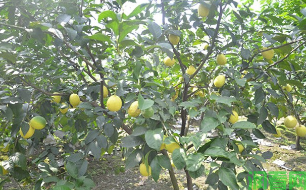 柠檬树种久结果？什么时候施肥好？