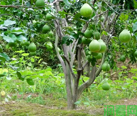 种植柚子需要什么条件?