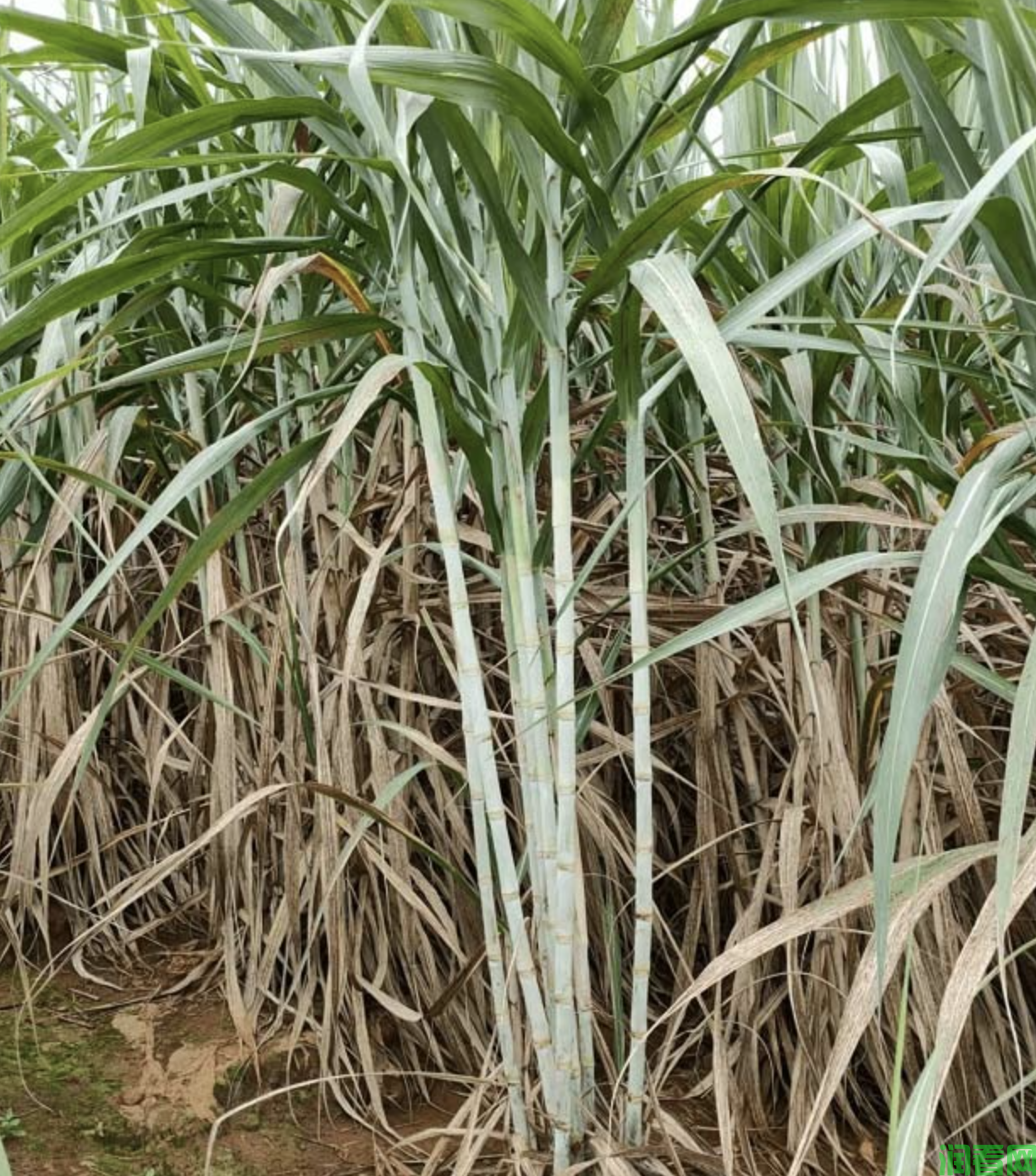 甘蔗种植对气候条件有什么要求？