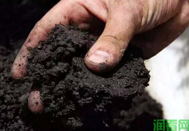 种植番石榴用什么肥料好？