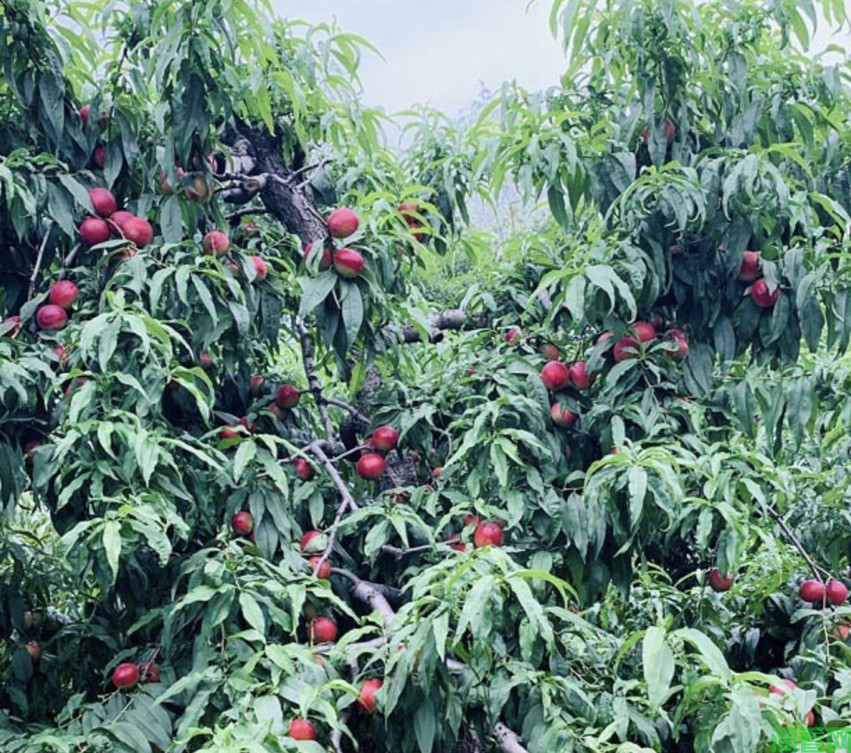 种植油桃提高果实品质的途径