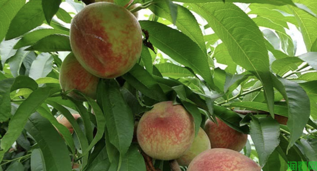 桃树施肥时间和施肥量