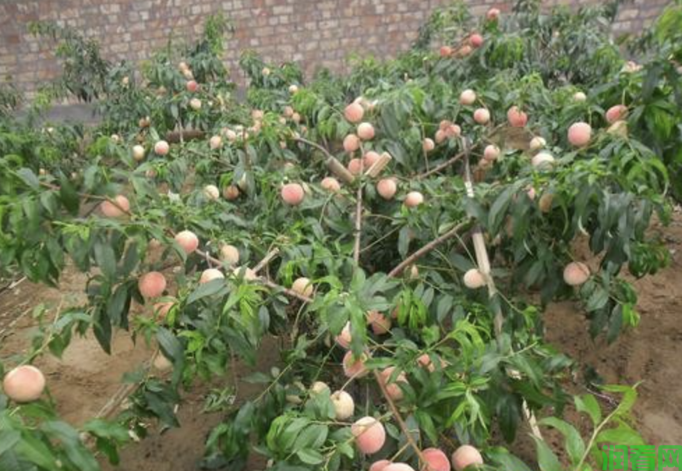 种植桃树怎么样施肥产量高（怎么样施肥能提高桃树产量）