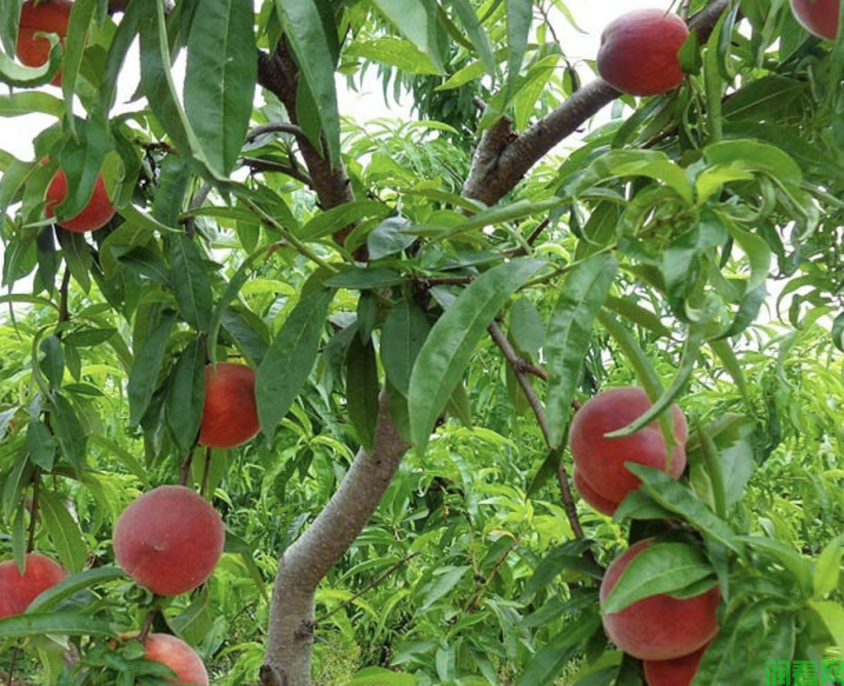 桃树需肥规律（桃树施肥方案）