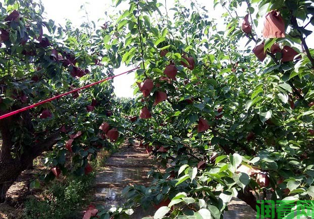 如何增强梨树的贮藏营养？